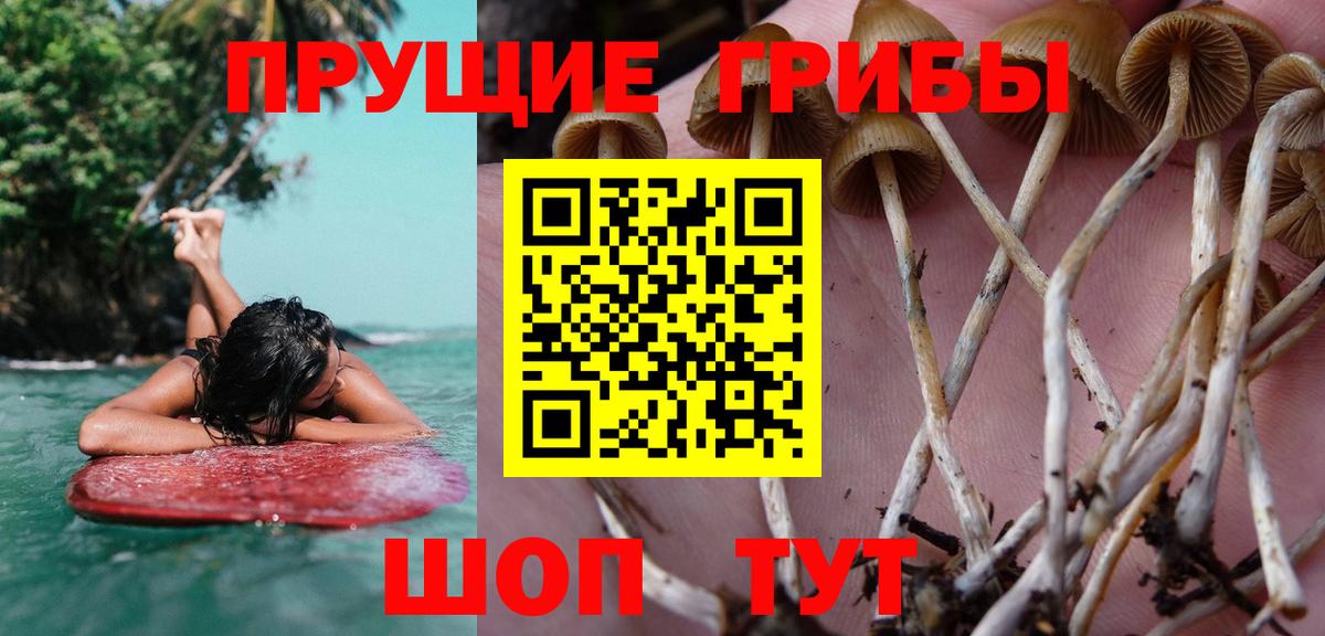 Галлюциногенные грибы Psilocybe  Вход с VPN  Хабаровск  Псилоцибиновые грибы мицелий 